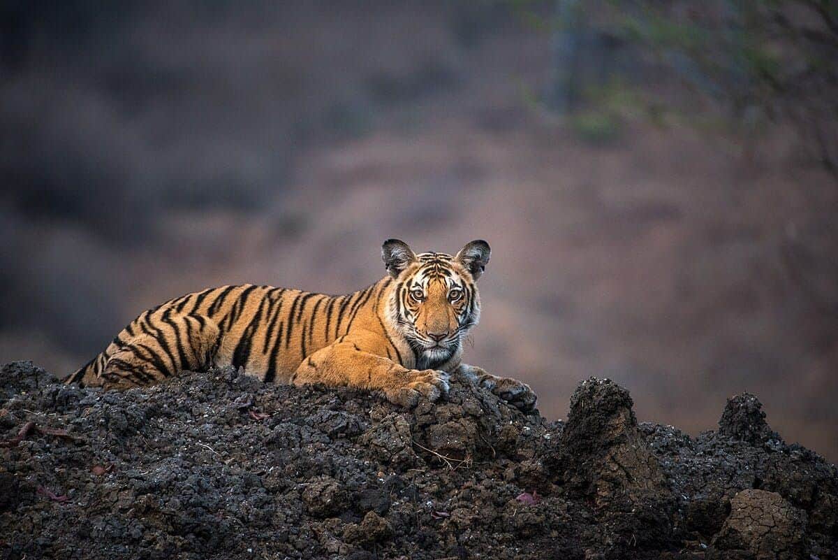 Bioparco di Roma A tiger lies on rocky ground, staring ahead, with a blurred natural background.