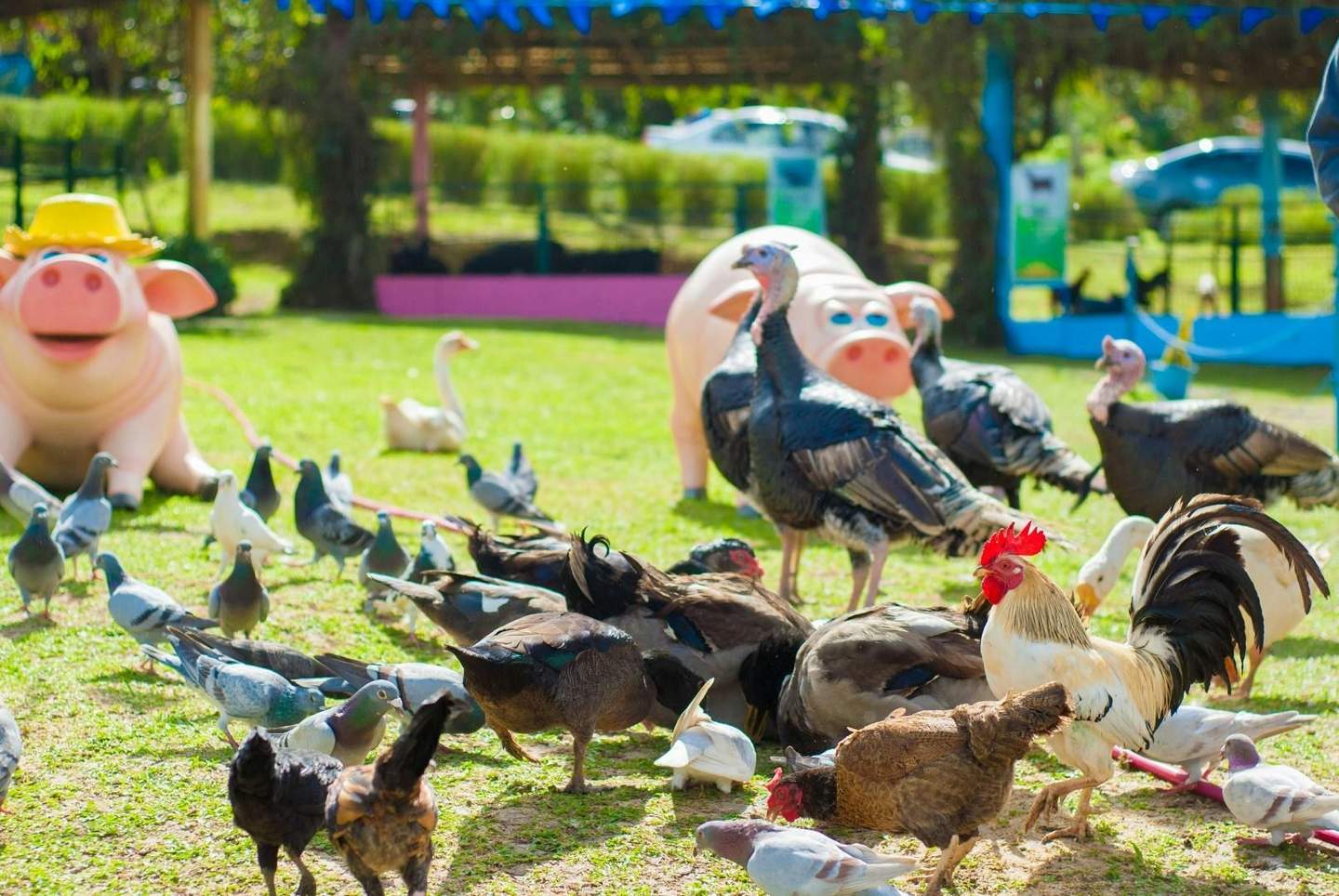 Um pátio com várias aves, incluindo galinhas, perus e pombos, e grandes estátuas de porcos ao fundo.
