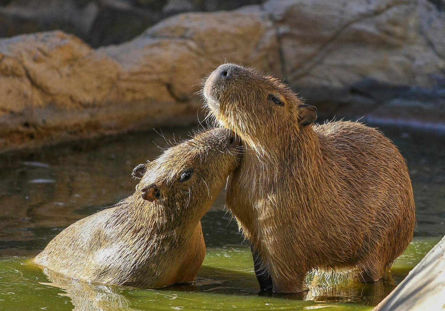 Lagos Zoo Two capybaras standing in shallow green water, one nuzzling the other beneath its chin against a rocky background.