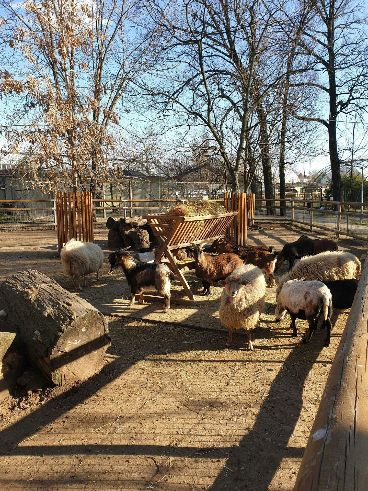 Oradea Zoo Sheep and goats in an earthen pen with a wooden feeder, surrounded by bare trees and wooden fences on a clear day.