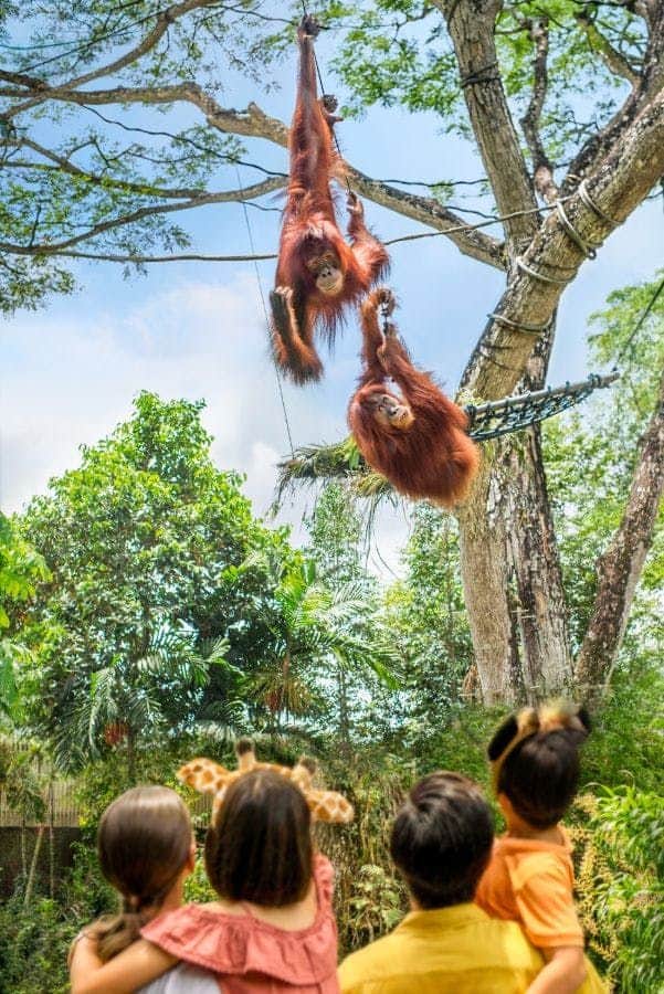Zoo de Singapur Dos orangutanes colgados de cuerdas en un árbol, observados por detrás por cuatro personas vestidas con trajes de temática animal.