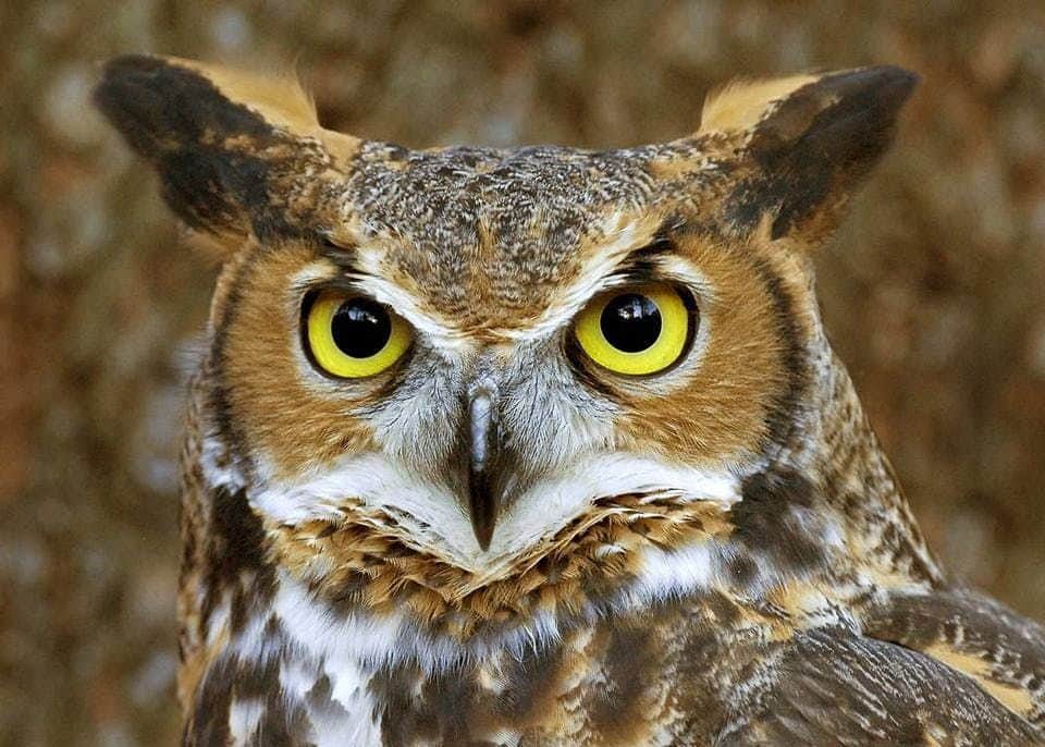 World of Birds Wildlife Sanctuary & Monkey Park Close-up of a great horned owl with large yellow eyes, brown and white patterned feathers, and tufted ears. Blurred background.