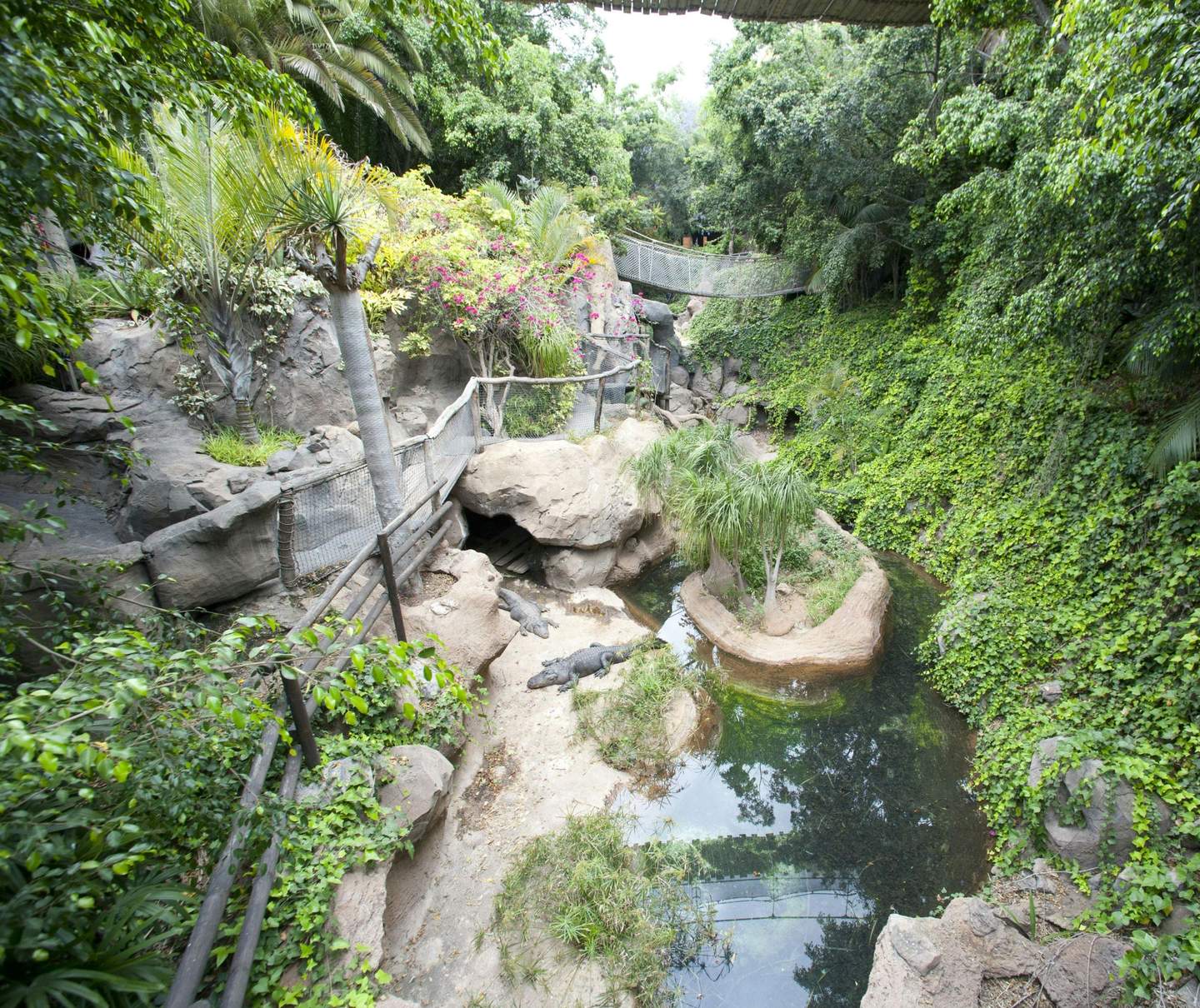 Jungle Park Lush greenery surrounds a rocky area with a small pond, two crocodiles, and a hanging bridge in the background.