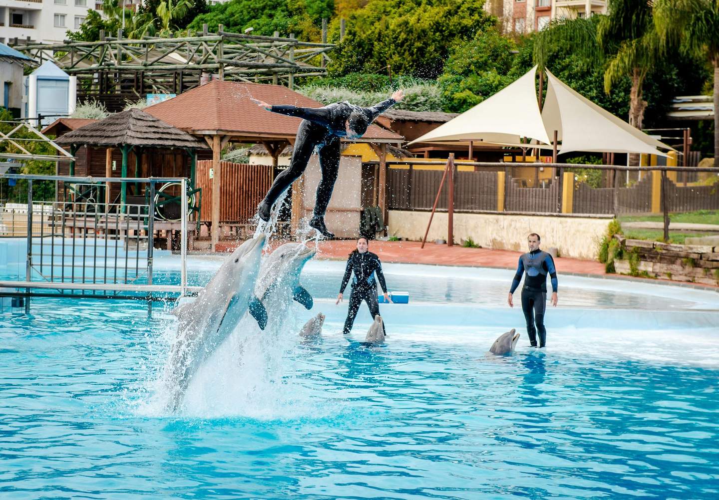 Selwo Marina A trainer is being lifted into the air by dolphins during a performance. Other trainers and dolphins are in the background.
