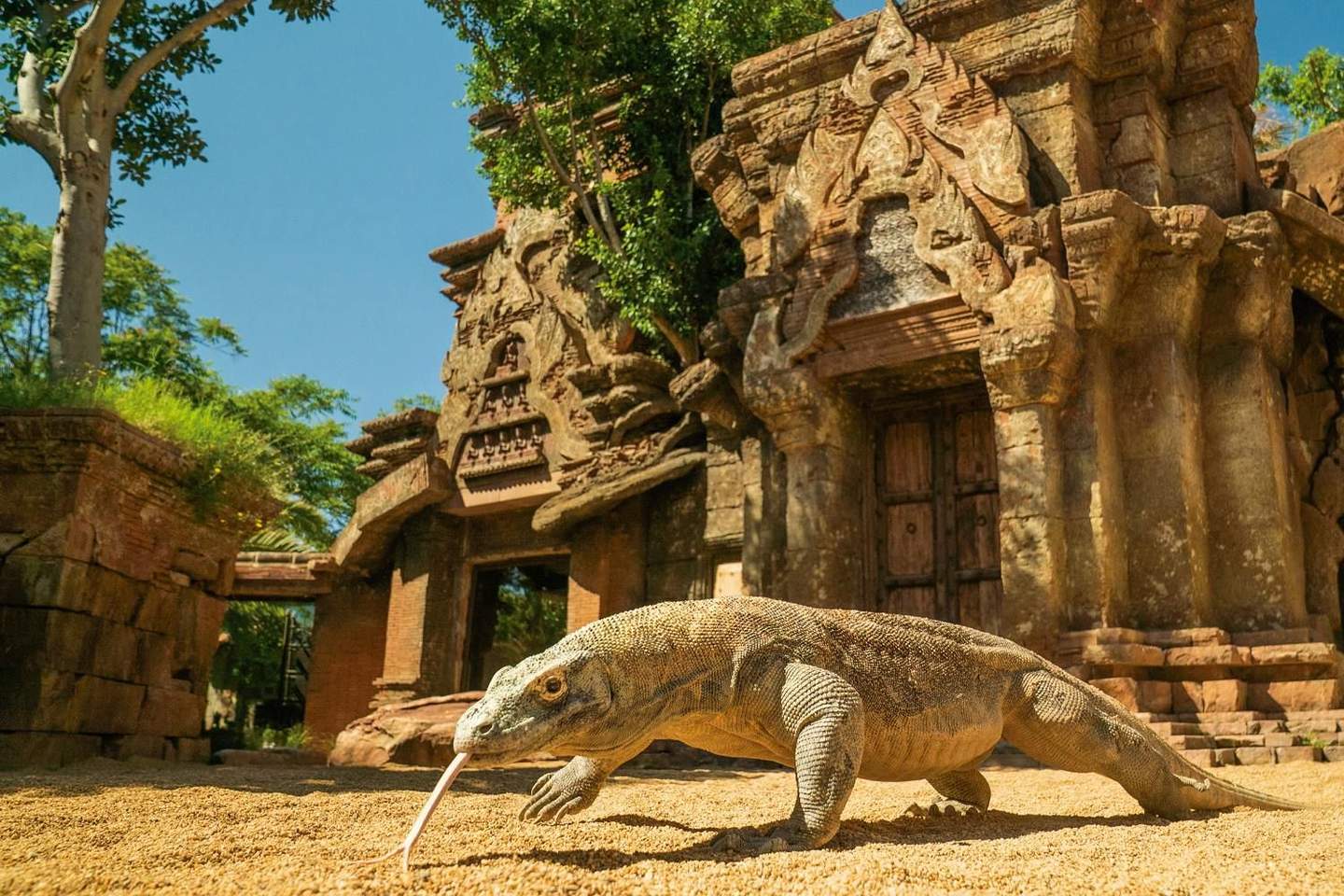 Bioparc Fuengirola A Komodo dragon crawls on sandy ground in front of an ancient, intricately carved stone temple surrounded by greenery and trees.