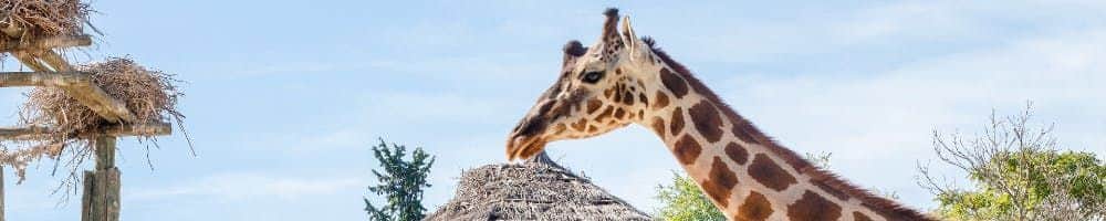 Zoo Aquarium Madrid A giraffe stands outdoors near a thatched roof and wooden structure with nests, under a clear blue sky.