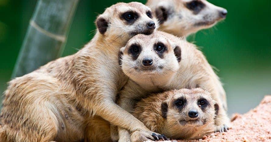 Terra Natura Murcia Four meerkats closely huddled together on sandy ground with a green blurred background.