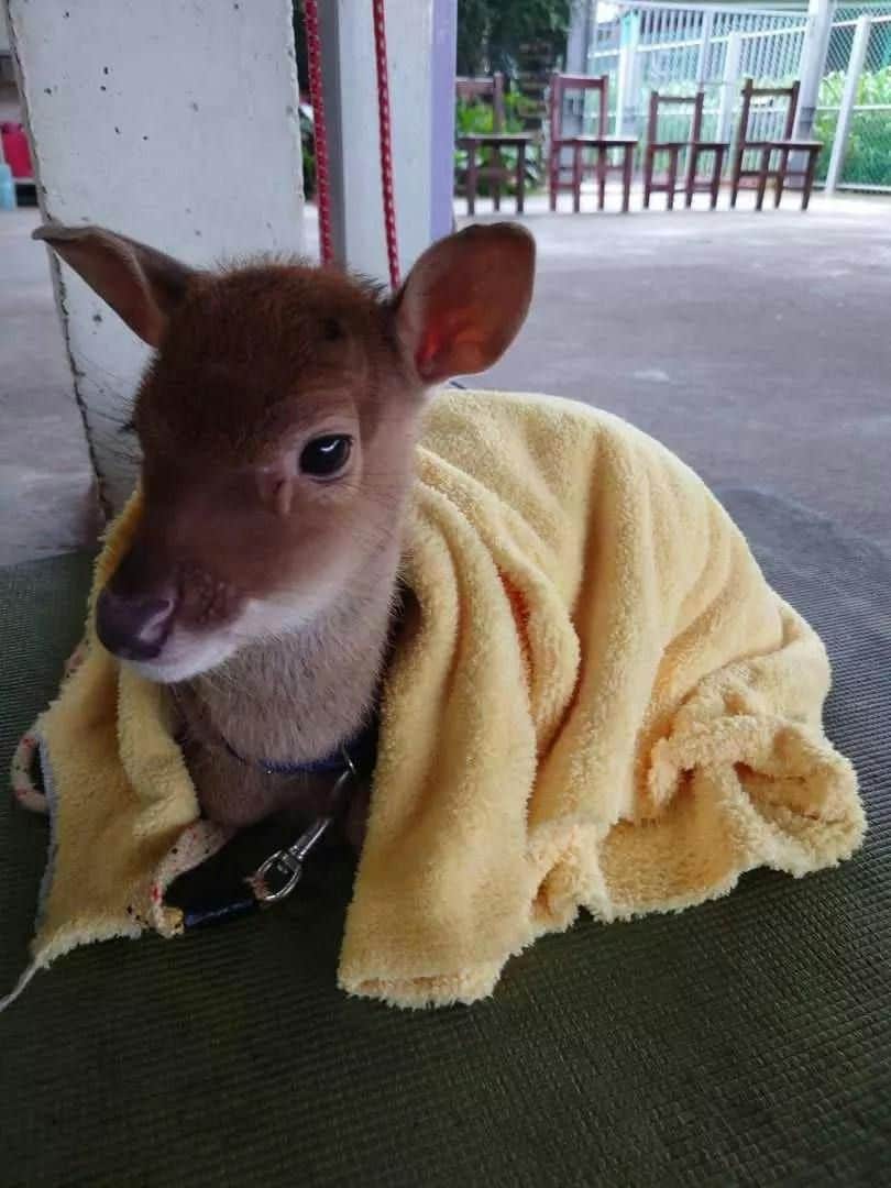 타오위안산 풋사슴농장 삼바하우스 노란색 담요로 감싸인 작은 사슴이 의자를 배경으로 흰색 기둥 근처의 매트에 앉아 있습니다.