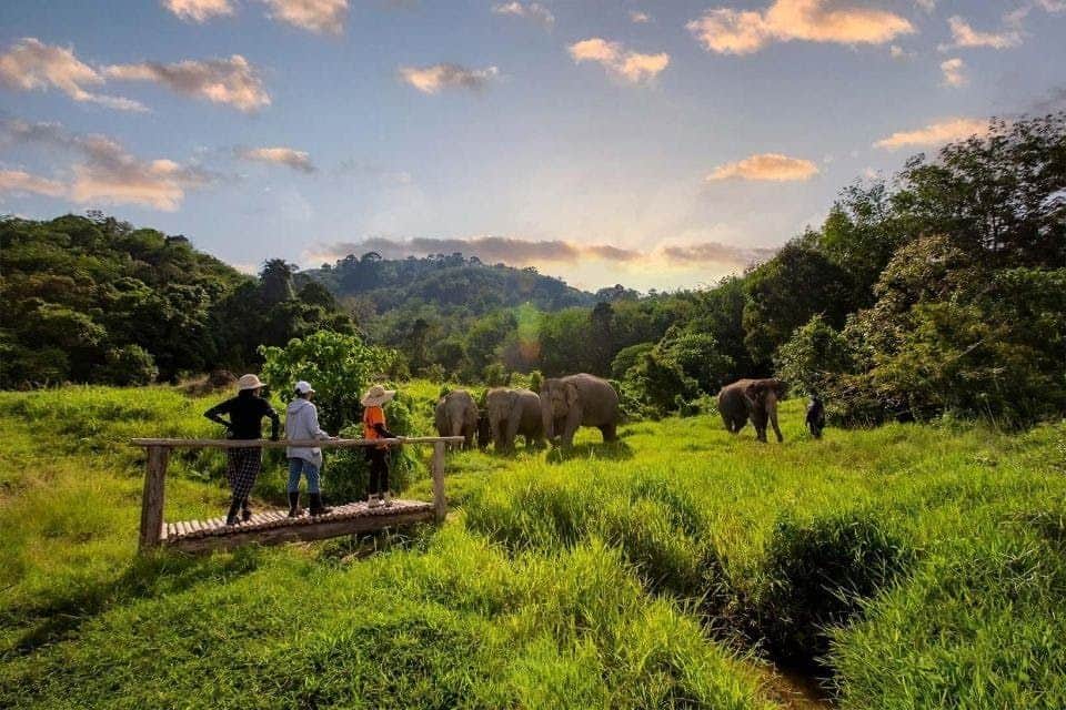 Parc des éléphants de Bukit Voir le mode de vie des éléphants et la nature