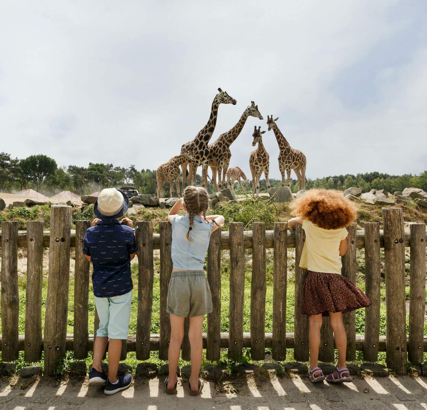 Three children stand at a wooden fence, watching a group of giraffes in an outdoor enclosure on a clear day.