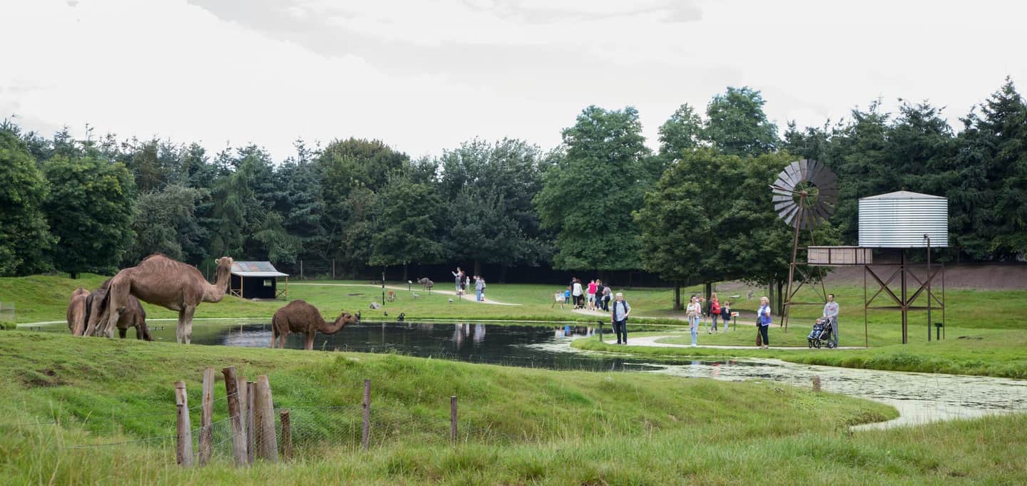 ZooParc Overloon Camels grazing near a small pond with people walking on paths nearby. There is a windmill and water tank in the background.