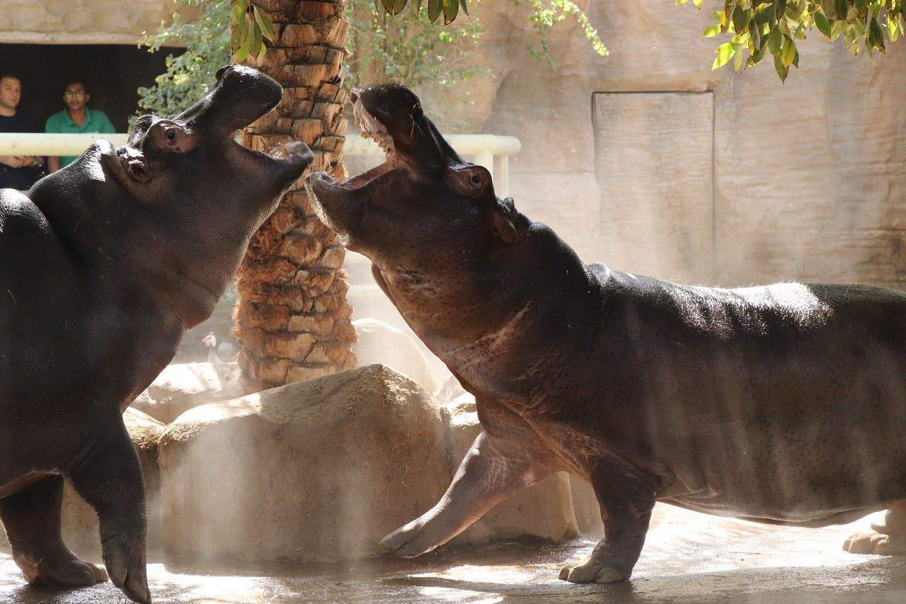 Emirates Park Zoo Two hippos with mouths open wide, standing near a palm tree, with people watching in the background.