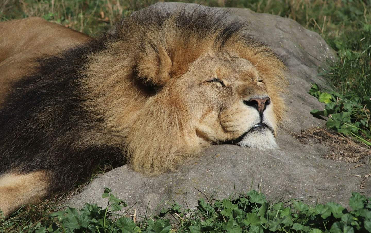 Colchester Zoological Society A lion with a thick mane rests its head on a rock, eyes closed, surrounded by green grass and plants.