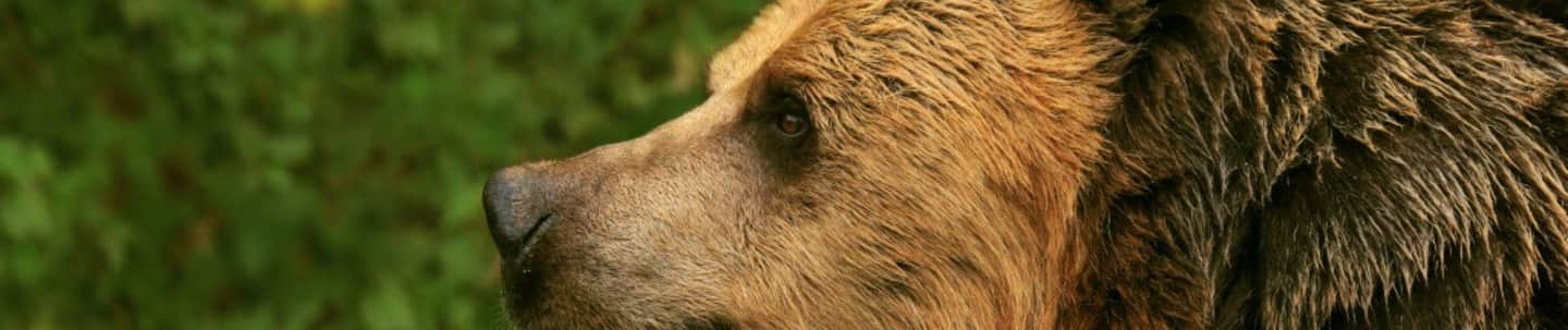 ZSL Whipsnade Zoo Profile view of a brown bear's head and shoulders against a backdrop of green foliage.
