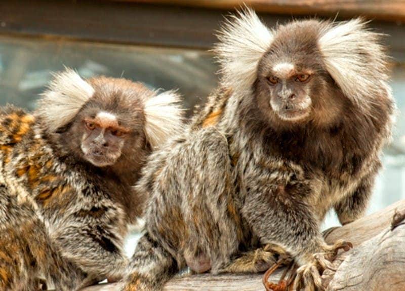 Out of Africa Wildlife Park Two marmosets with white tufts of fur on their heads sit on a wooden branch, looking intently in different directions.