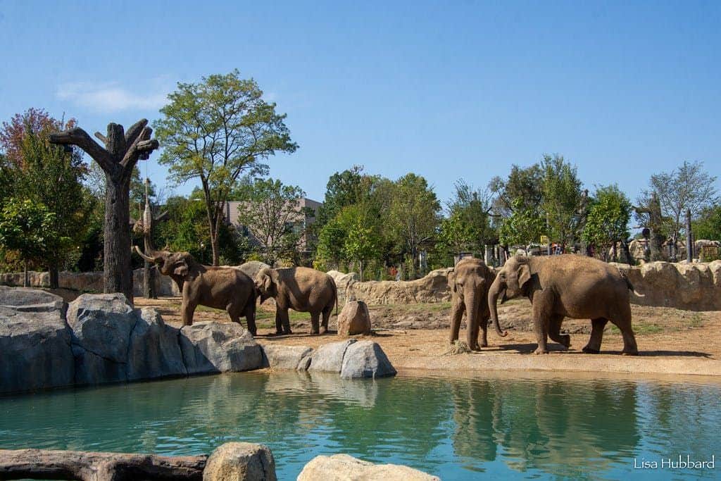 Four elephants stand near a pool of water in a zoo enclosure with trees and rocks under a clear blue sky.