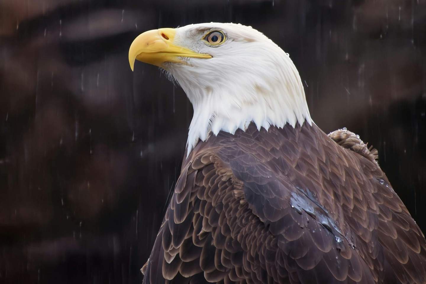 エルムウッド・パーク動物園 エルムウッド・パーク動物園