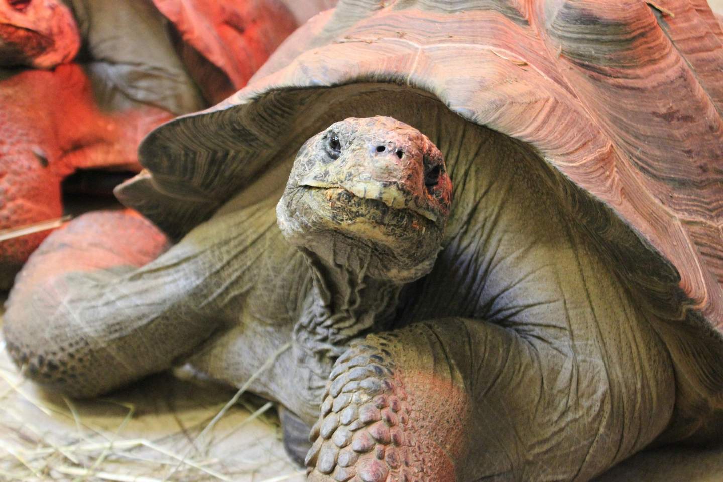 Peoria Zoo Gakaoagos Tortoise