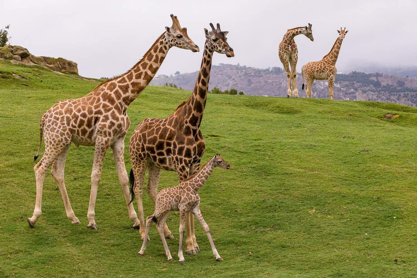 San Diego Zoo Safari Park Four adult giraffes and one baby giraffe standing on green grass with distant hills in the background.