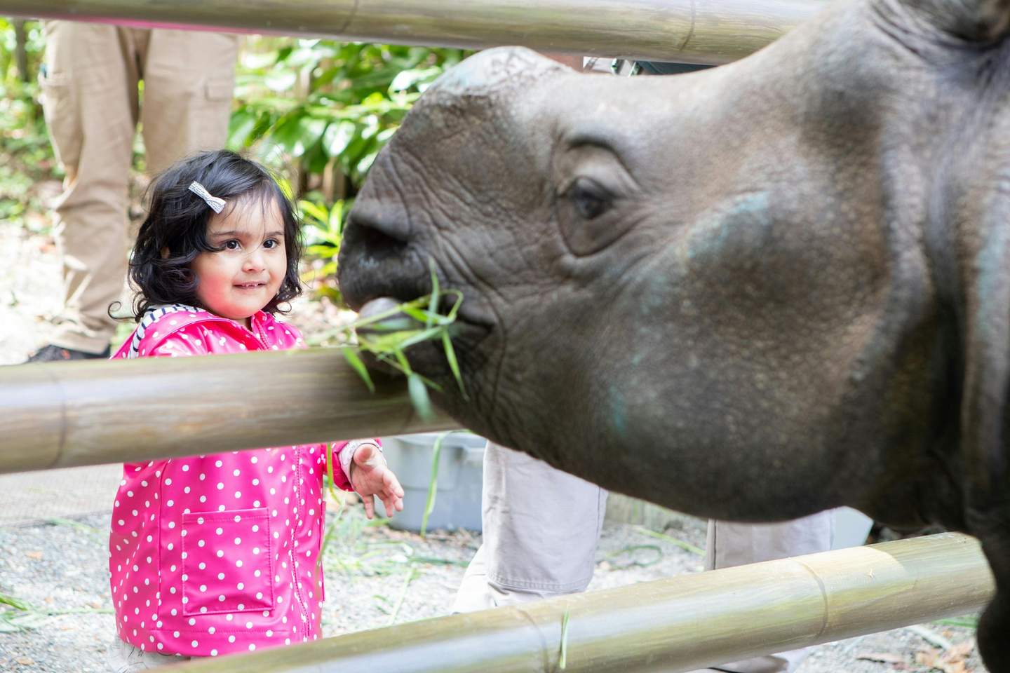 Woodland Park Zoo A young girl in a pink polka dot jacket looks at a rhino eating leaves through a wooden fence.