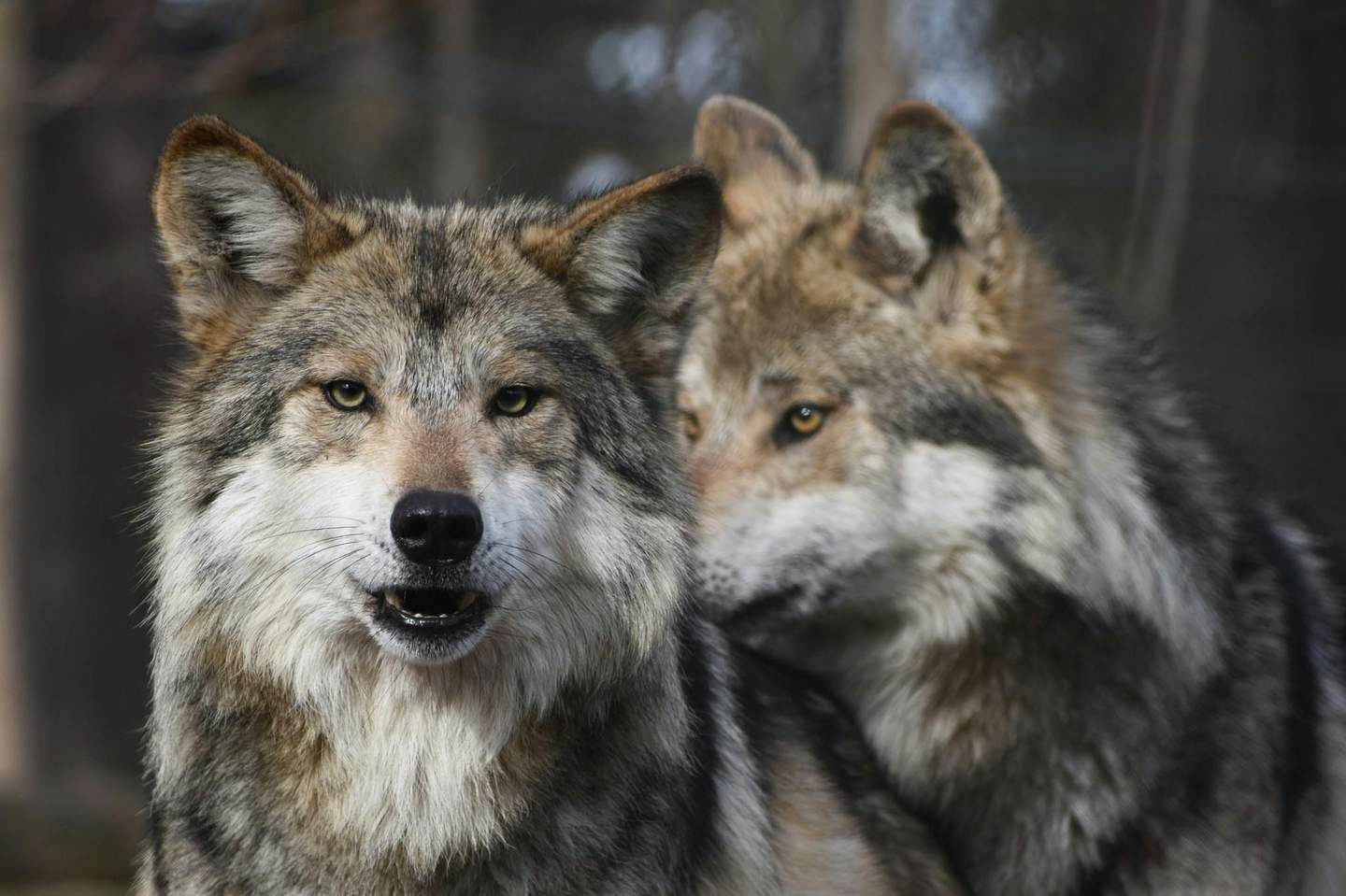Stone Zoo Two wolves standing together; one looks directly at the camera while the other is slightly behind, glancing sideways.