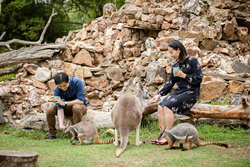 Adelaide Zoo: Toegangsticket + Ontmoeting met de panda en zijn vrienden