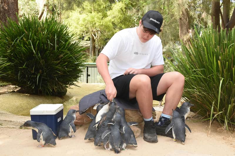 フェザーデール・シドニー野生動物公園：一般入場チケット