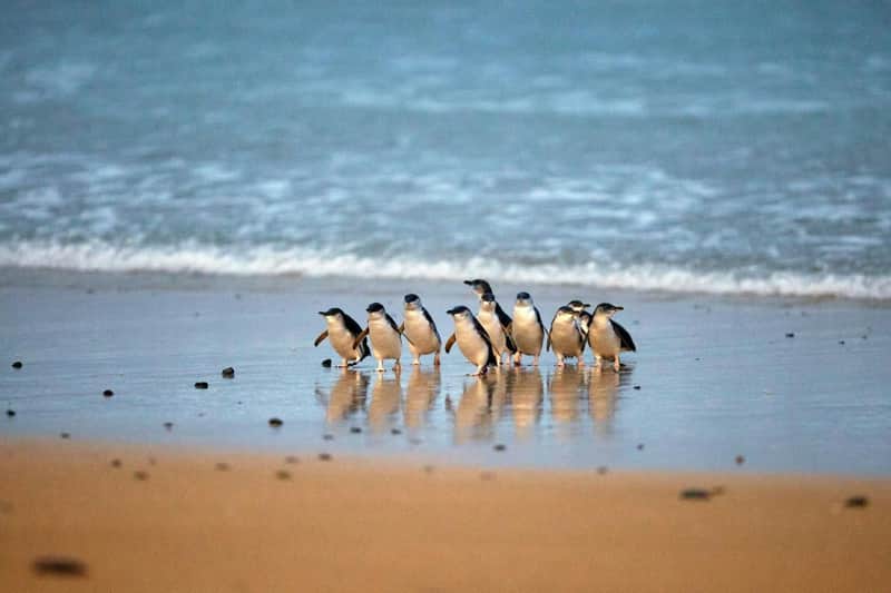 Healesville Sanctuary & Phillip Island Wildlife Park: Bus Tour