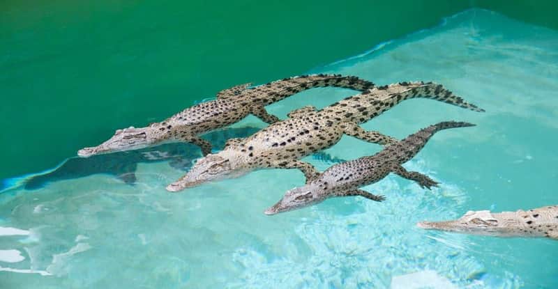 Crocosaurus Cove: Whipray Encounter