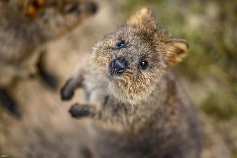 Featherdale Sydney Wildlife Park: Entry Ticket