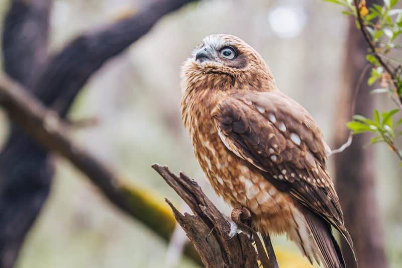 Capes Raptor Centre: Bird of Prey Encounter & Forest Walk Capes Raptor Centre: Bird of Prey Encounter & Forest Walk