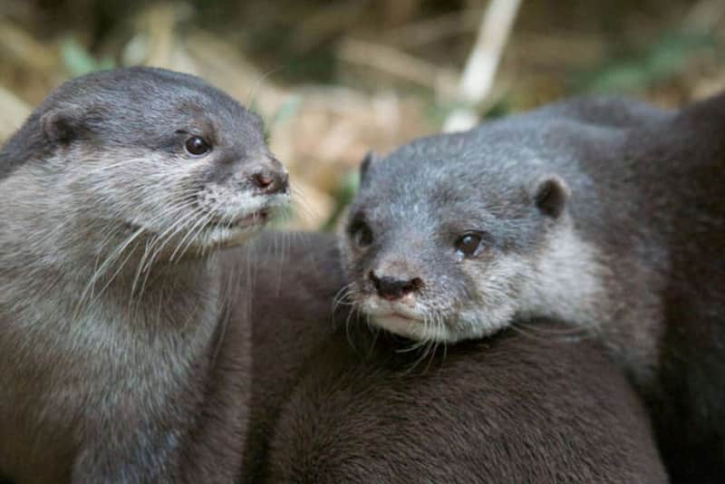 Melbourne Zoo: Entry Ticket