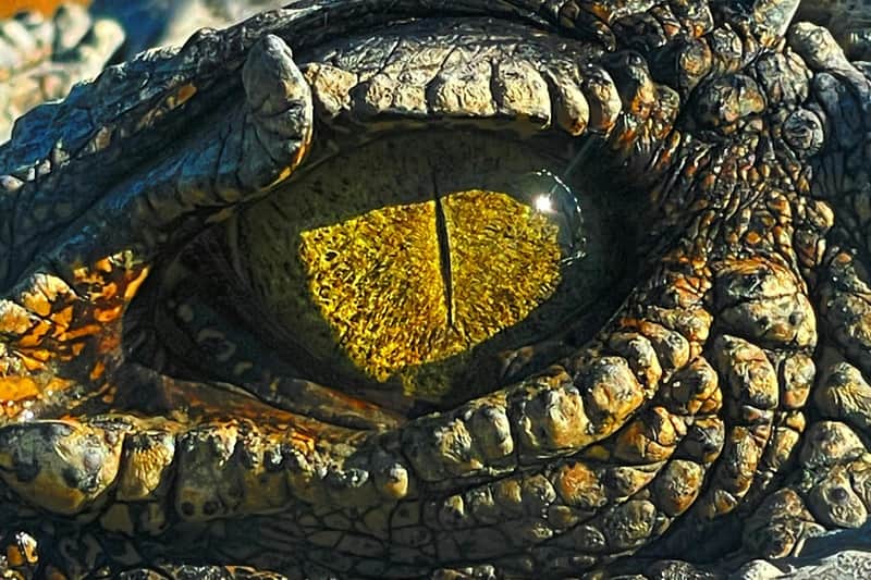 Koorana Crocodile Farm: Guided Tour