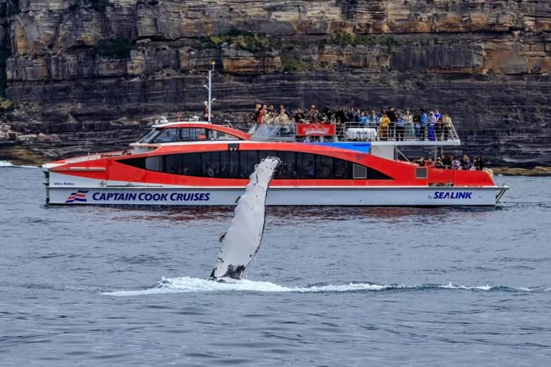 Sydney: Guided Whale Watching Catamaran Cruise + Taronga Zoo Entry Ticket