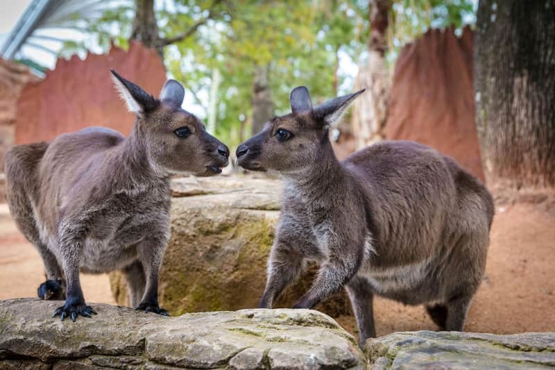 WILD LIFE Sydney Zoo: Entry Ticket WILD LIFE Sydney Zoo: Entry Ticket