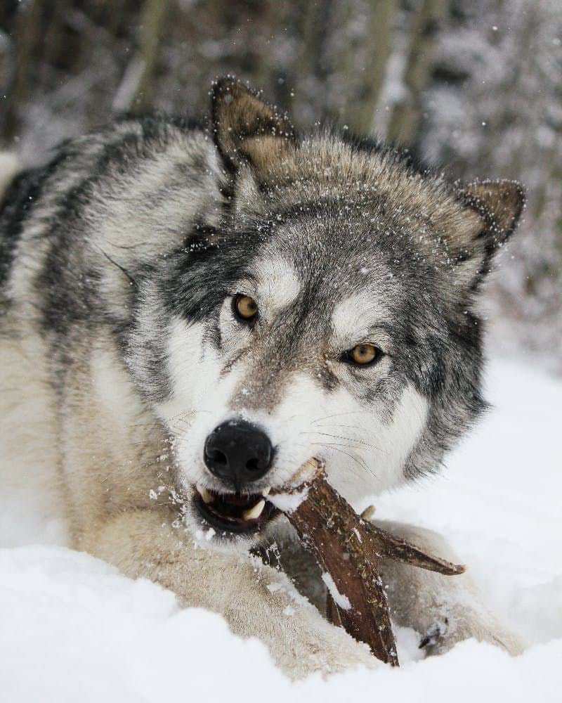 Yamnuska Wolfdog Sanctuary: Entry Ticket + Guided Tour Yamnuska Wolfdog Sanctuary: Entry Ticket + Guided Tour