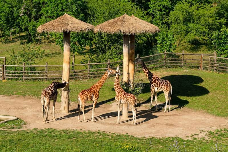Prague Zoo: Entry Ticket + Audio Guide