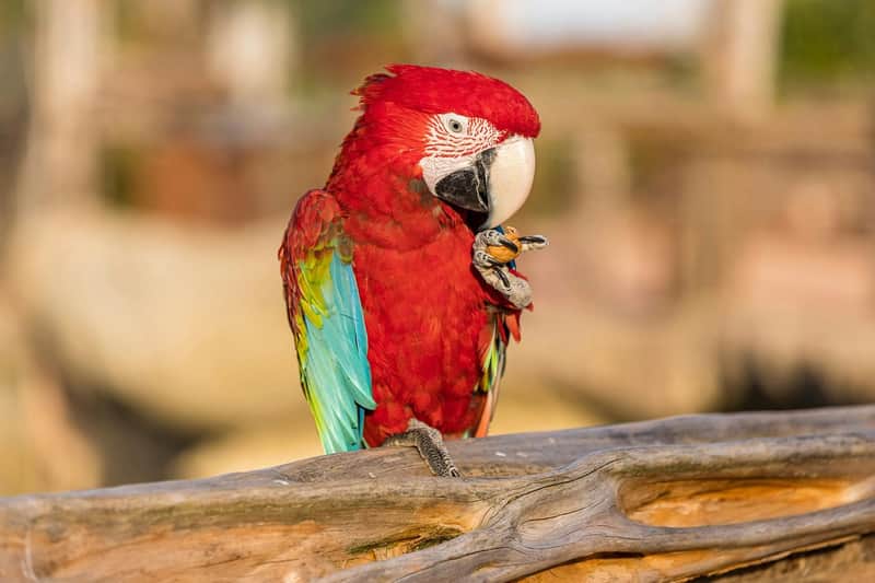 Parrot World: Day Ticket Parrot World: Day Ticket