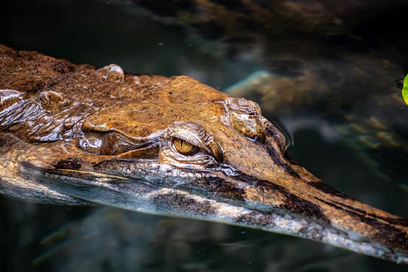 La Ferme aux Crocodiles: Entry Ticket La Ferme aux Crocodiles: Entry Ticket