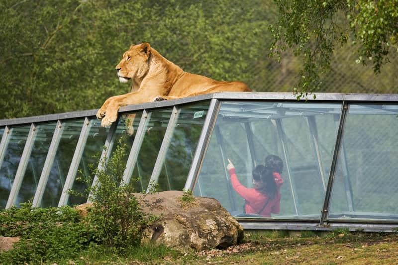 Safari Thoiry: Entry Ticket Safari Thoiry: Entry Ticket
