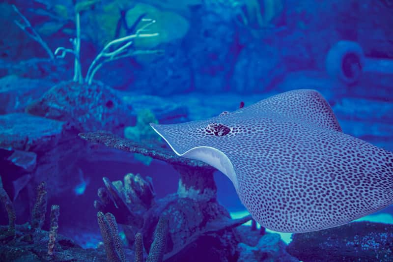 Marine Safari Bali: Toegangsticket + lunch