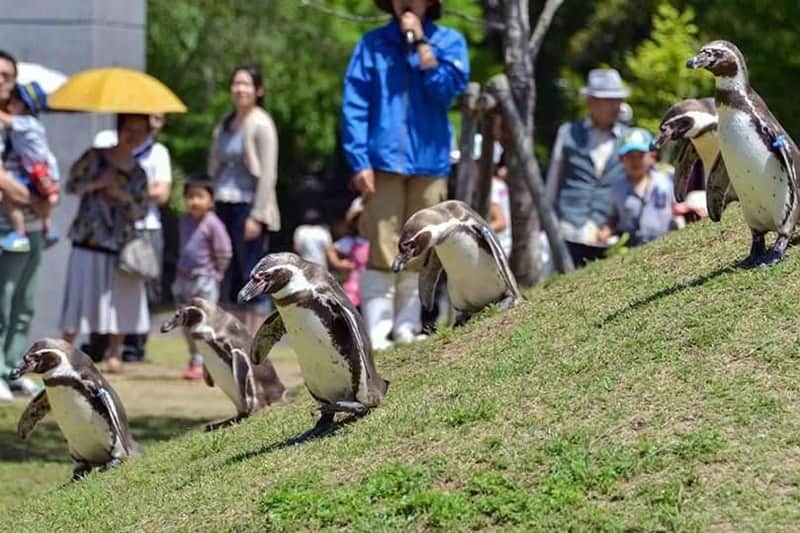 九十九島植物園森きらら入場券 九十九島植物園森きらら入場券