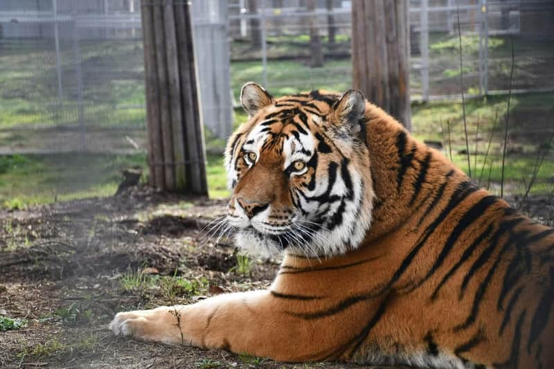 From Krakow: Zoo Trip with Transfer