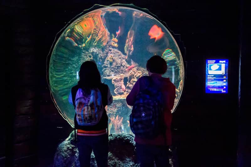 Zoo Santo Inacio + Sea Life Porto Pass