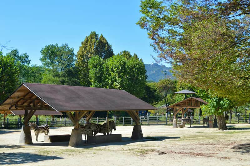 ソウル動物園:リフト3回+入場券 ソウル動物園:リフト3回+入場券