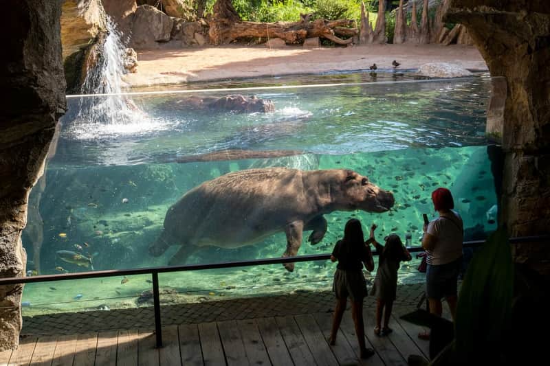 Bioparc Valencia: Fast Track Ticket Bioparc Valencia: Fast Track Ticket