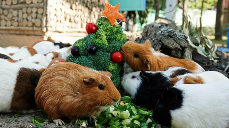 Tainan Wanpi World Zoo: Holiday Park Admission Ticket + Student Ticket Option
