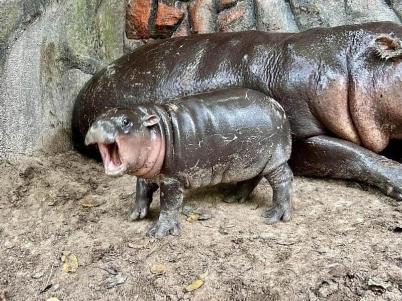 Khao Kheow Open Zoo: Entry Ticket