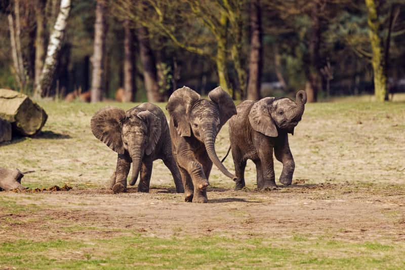 Safaripark Beekse Bergen Safaripark Beekse Bergen