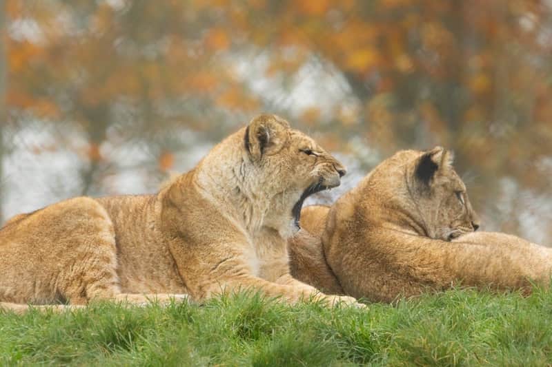 ZSL Whipsnade Zoo: Entry Ticket ZSL Whipsnade Zoo: Entry Ticket
